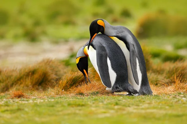 Parende pinguïns, koning — Stockfoto