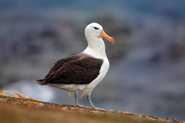 Albatross zittend op de klif — Stockfoto