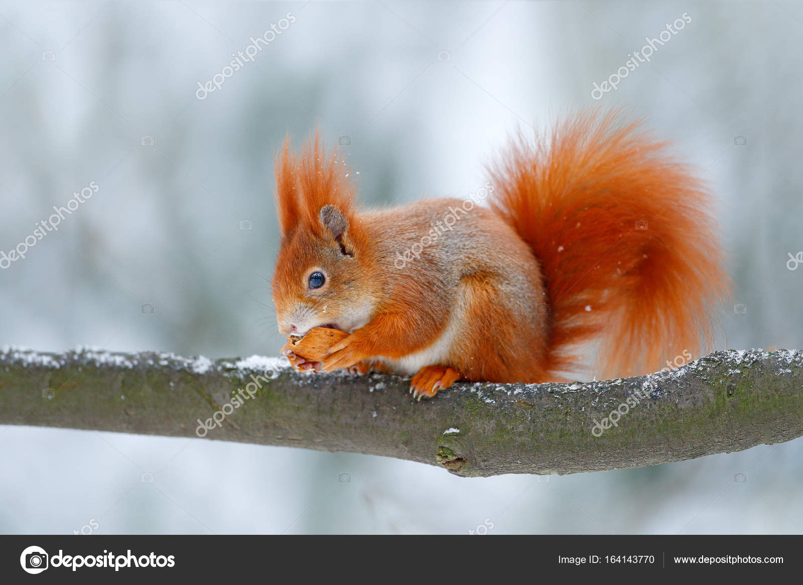 Cute red squirrel in winter scene — Stock Photo © OndrejProsicky #164143770, image size:1600x1166
