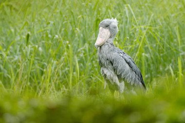 Shoebill doğa ortamlarında