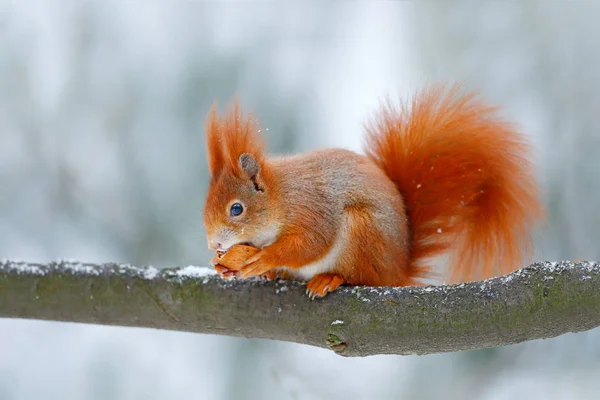 Niedliches rotes Eichhörnchen in der Winterszene — Stockfoto