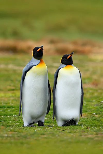 Pinguins-rei de acasalamento — Fotografia de Stock