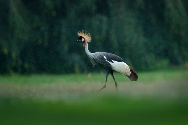 Grey crowned crane — Stock Photo, Image