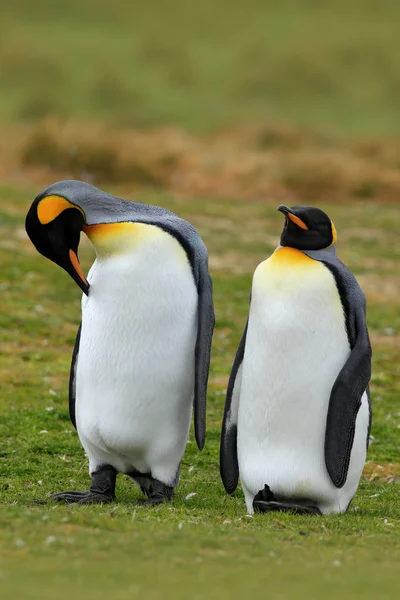 Mating king penguins — Stock Photo, Image