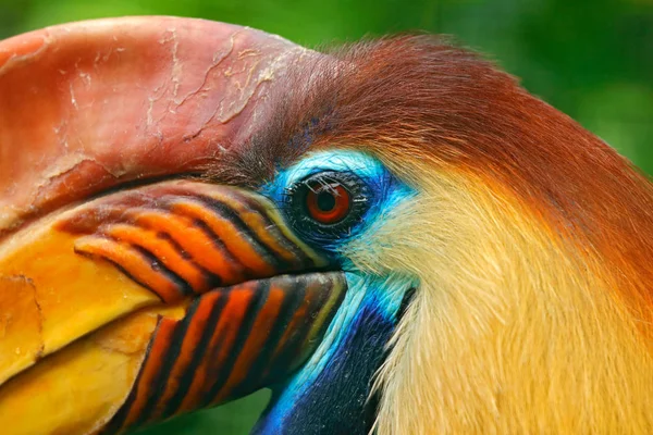Exotic bird detail portrait