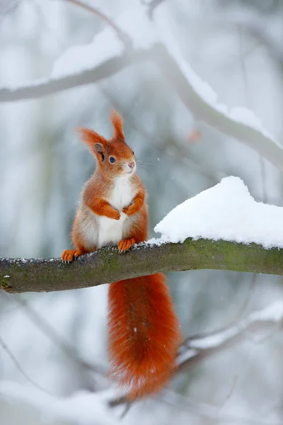 Esquilo vermelho bonito na cena de inverno — Fotografia de Stock