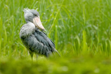 Shoebill doğa ortamlarında