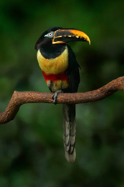 Gele en zwarte kleine toucan — Stockfoto