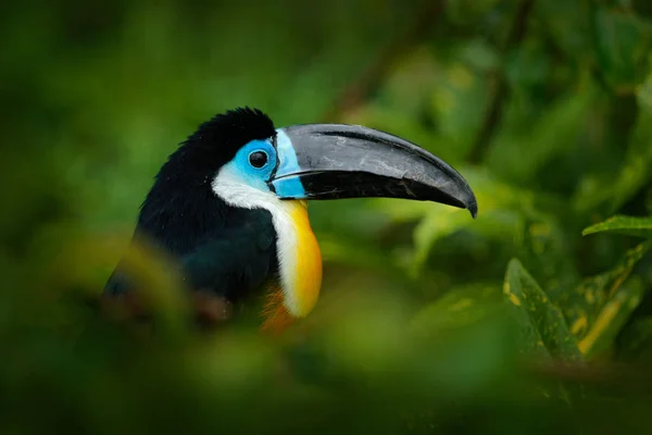 Toucan sitting on branch — Stock Photo, Image