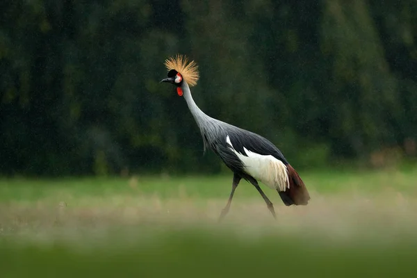 Grey crowned crane — Stock Photo, Image
