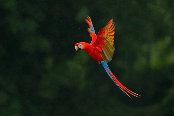 비에 빨간 앵무새 — 스톡 사진