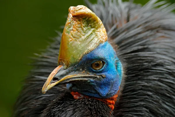 オーストラリアの大きな森の鳥 — ストック写真