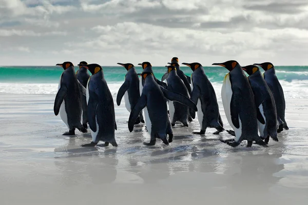 Gruppen av kung pingviner — Stockfoto