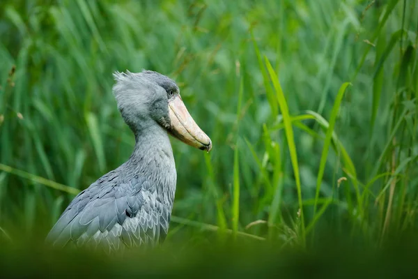Shoebill doğa ortamlarında