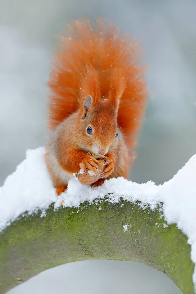 Esquilo vermelho bonito na cena de inverno — Fotografia de Stock