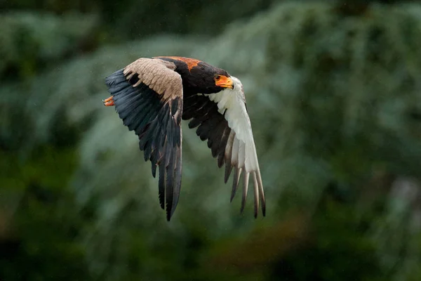 Fly czarny drapieżny ptak w przyrodzie — Zdjęcie stockowe