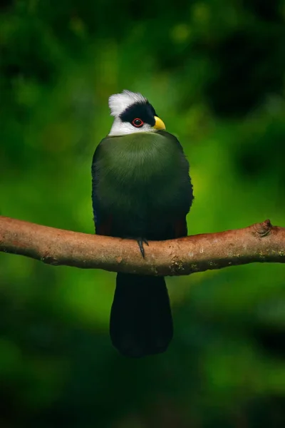 Green bird with white head — Stock Photo, Image