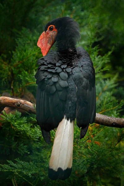 Bellissimo uccello della foresta dalla Thailandia — Foto Stock