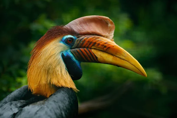 エキゾチックな鳥の詳細の肖像画 — ストック写真