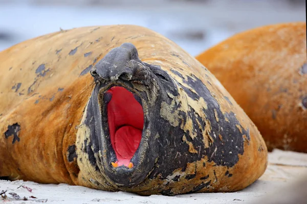 Sjöelefant med peel off hud — Stockfoto