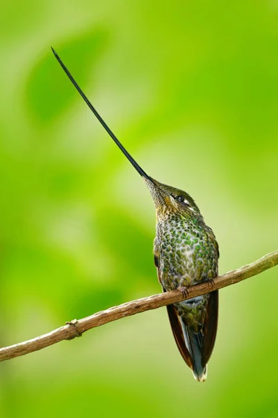 Kılıç gagalı sinek kuşu — Stok fotoğraf