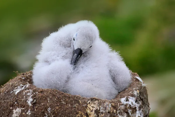 Kleine albatross in nest — Stockfoto