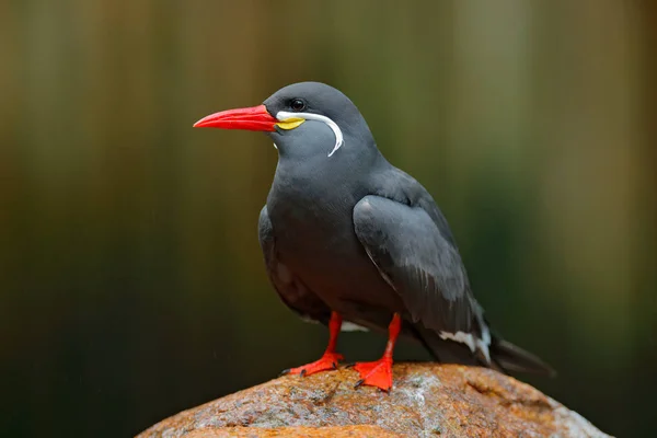 木の枝に鳥 — ストック写真