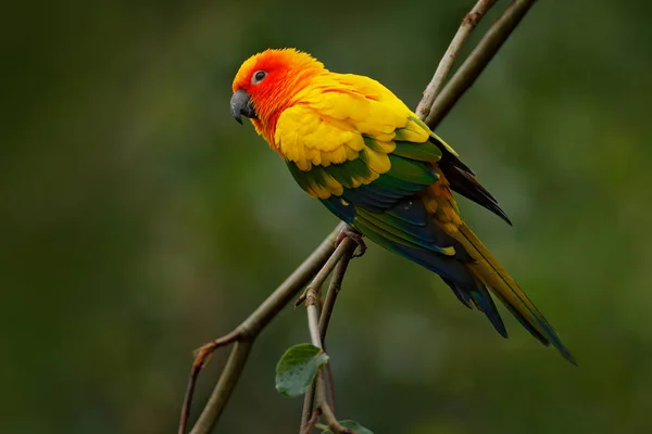 コガネメキシコインコ、Aratinga solstitialis — ストック写真