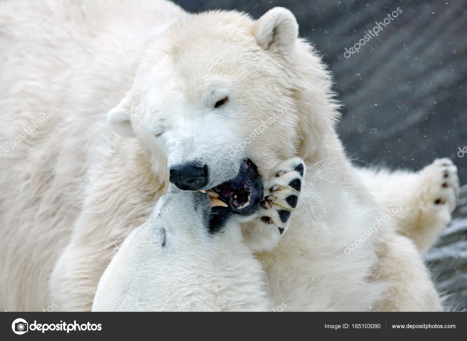 Polar bears fighting on ice Stock Photo by ©OndrejProsicky 165103090 Polar bears fighting on ice Stock Photo by ©OndrejProsicky 165103090