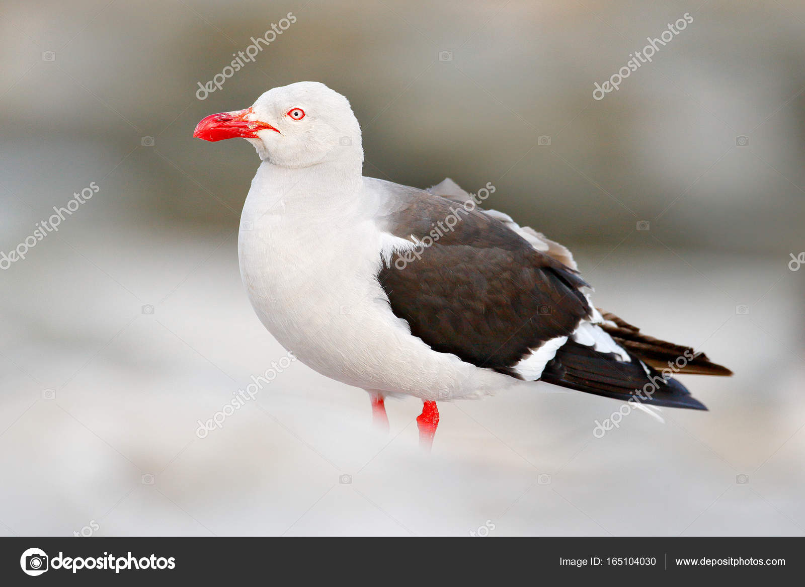 Oiseau Assis Sur Bâton Photographie Ondrejprosicky