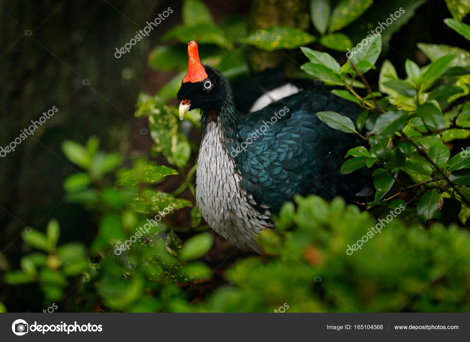Blaxk Grands Oiseaux Avec Une Crête Rouge Photographie