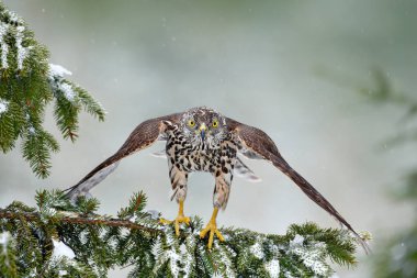 Kış ormandaki çakır kuşu