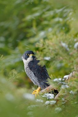 Peregrine Falcon ağaçta oturuyor 