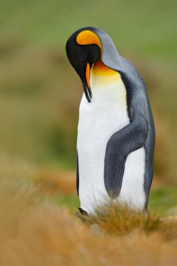 Otların arasında oturan Aptenodytes patagonicus 