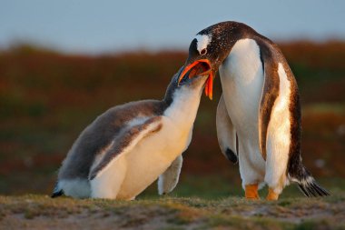 Genç gentoo pengueni satılmamak gıda 
