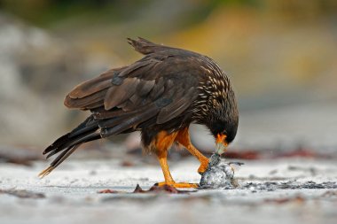 Kayanın üzerinde oturan Strieted caracara