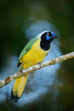 Yellow Bird Green Jay clipart