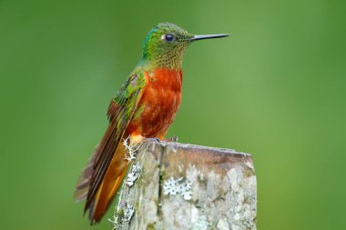 Hummingbird Chestnut-breasted Coronet clipart