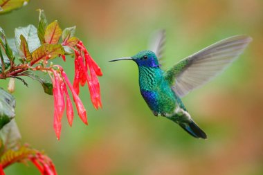 Green and blue hummingbird clipart