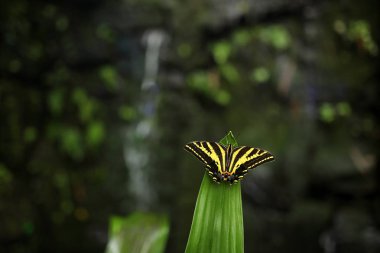 Butterfly Papilio pilumnus clipart
