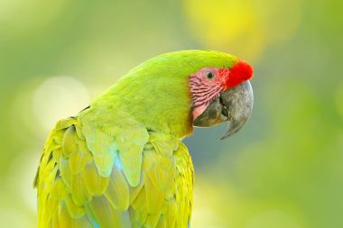 Büyük yeşil Macaw Ara 