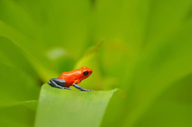 Strawberry poison dart frog clipart