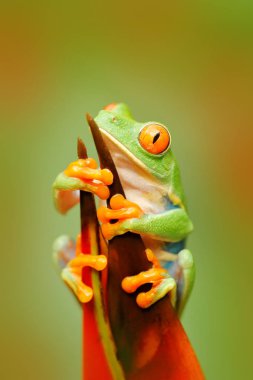 Beautiful frog in forest clipart