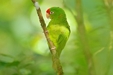 Light green parrot with red head clipart