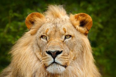 Doğa ortamlarında büyük kedi