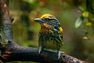 Ekvador üzerinden sarı toucan