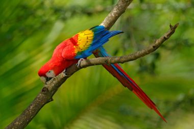 Papağan Scarlet Macaw Ara 