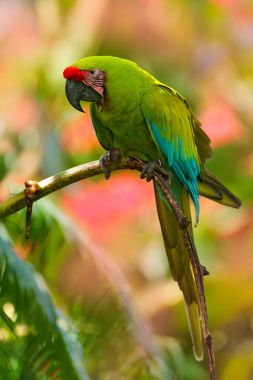 Büyük yeşil Macaw Ara 