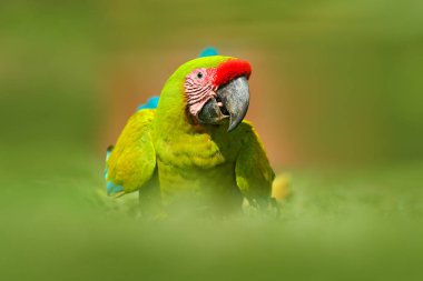 Büyük yeşil Macaw Ara 