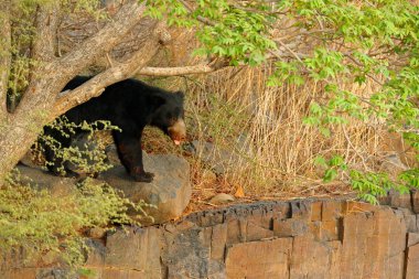 Hindistan'da tehlikeli hayvan